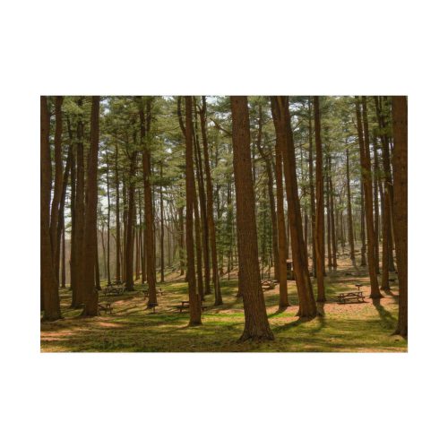 Leominster State Forest Poster