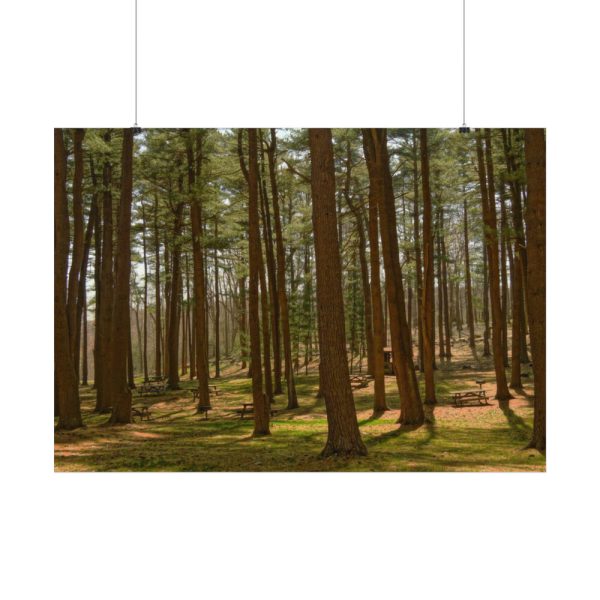 92408-723.jpg Leominster State Forest Poster