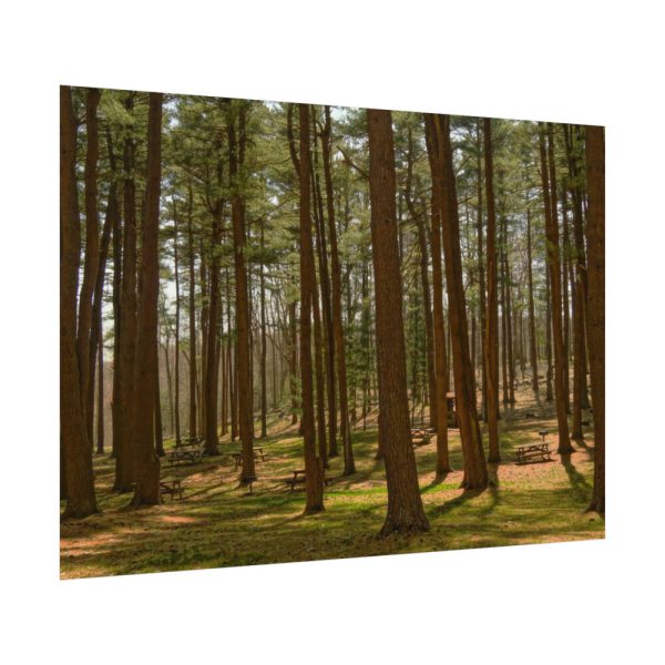 92408-724.jpg Leominster State Forest Poster