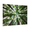 92408-734.jpg Tall Trees in the Forest Poster
