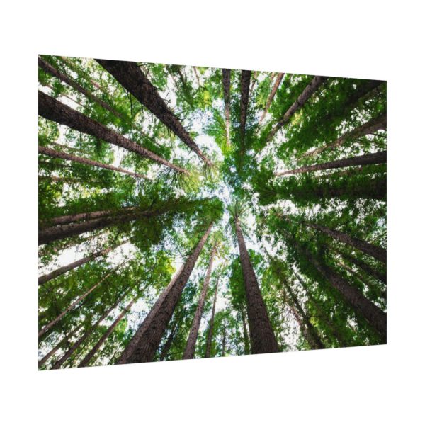 92408-734.jpg Tall Trees in the Forest Poster
