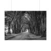 92408-738.jpg A Path Through the Forest Poster