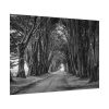 92408-739.jpg A Path Through the Forest Poster