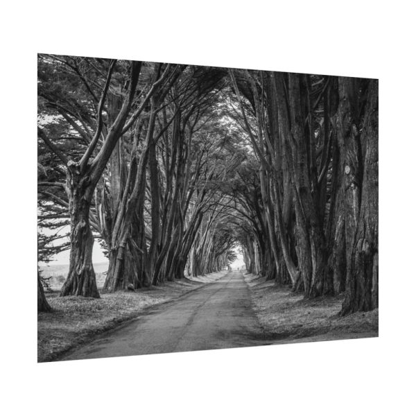 92408-739.jpg A Path Through the Forest Poster