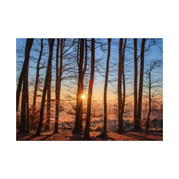 92408-742.jpg Forest Landscape with Sun and Trees Poster