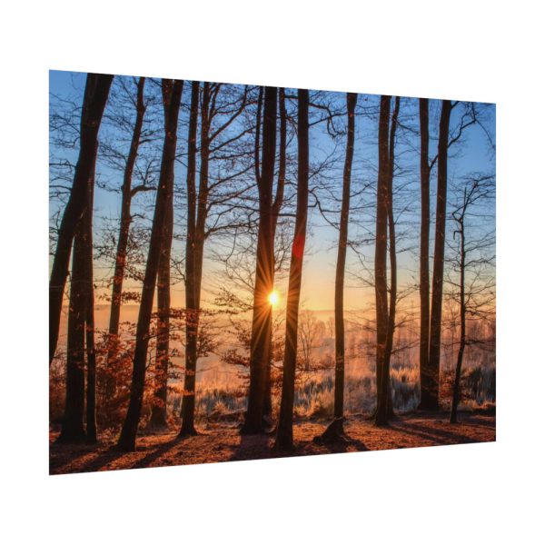 92408-744.jpg Forest Landscape with Sun and Trees Poster