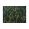 92408-757.jpg Forest on Mount Saint Helens Poster