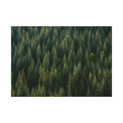 Forest on Mount Saint Helens Poster