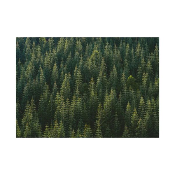 92408-757.jpg Forest on Mount Saint Helens Poster