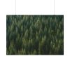92408-758.jpg Forest on Mount Saint Helens Poster