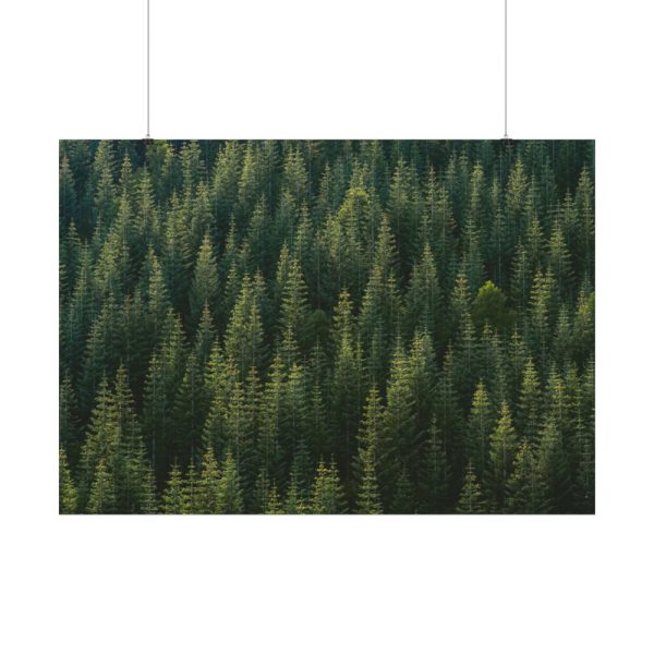 92408-758.jpg Forest on Mount Saint Helens Poster