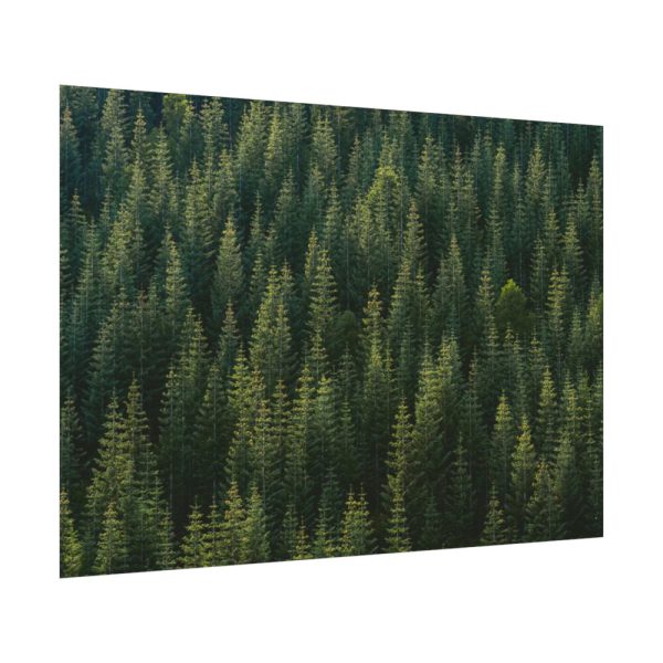 92408-759.jpg Forest on Mount Saint Helens Poster