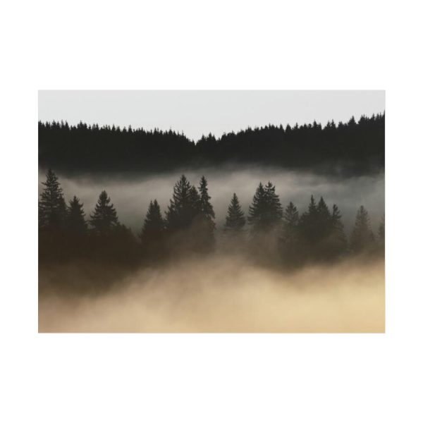 92408-762.jpg Trees and Forest in the Fog Poster