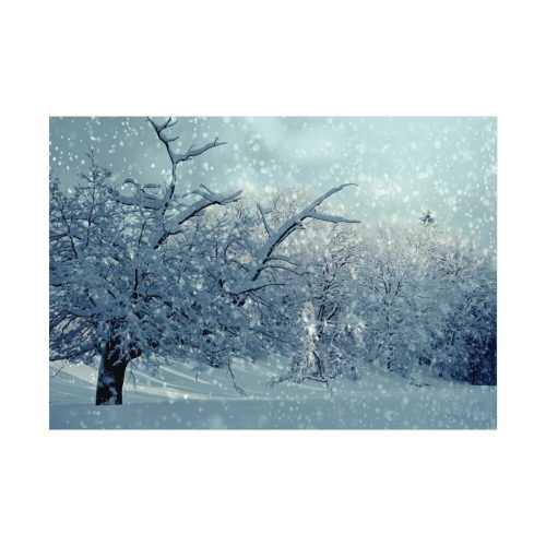 92408-767.jpg Forest Covered with Snow Poster