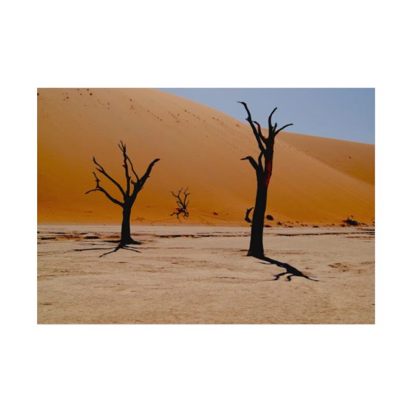 92408-787.jpg Desolate Trees in the Sandy Desert of Deadvlei Hiking Trail Poster