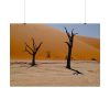 92408-788.jpg Desolate Trees in the Sandy Desert of Deadvlei Hiking Trail Poster