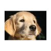 92408-81.jpg Little Golden Retriever Poster