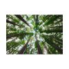 92408-827.jpg Forest in Warburton, Australia Poster