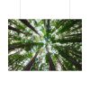 92408-828.jpg Forest in Warburton, Australia Poster
