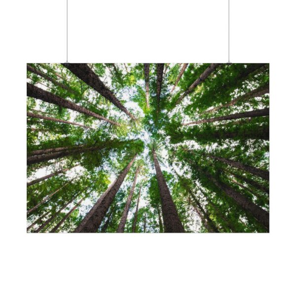 92408-828.jpg Forest in Warburton, Australia Poster