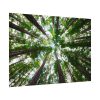 92408-829.jpg Forest in Warburton, Australia Poster