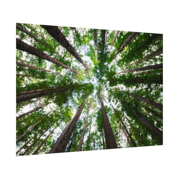 92408-829.jpg Forest in Warburton, Australia Poster