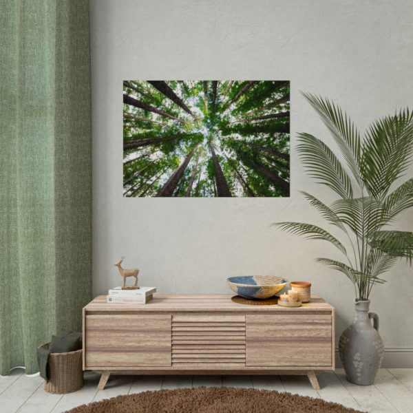 92408-830.jpg Forest in Warburton, Australia Poster