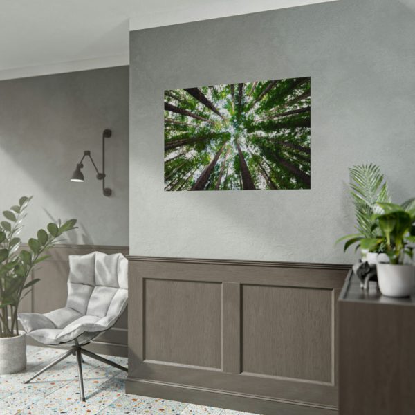 92408-831.jpg Forest in Warburton, Australia Poster
