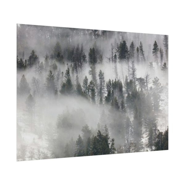 92408-834.jpg Trees in Lamar Valley Poster
