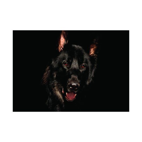 Head of a German Shepherd Poster
