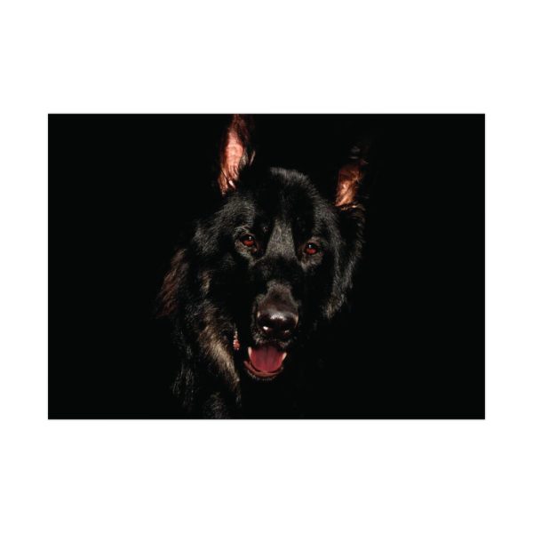 92408-84.jpg Head of a German Shepherd Poster
