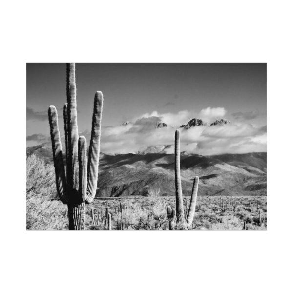 92408-857.jpg Black and White Cactus in Desert Poster
