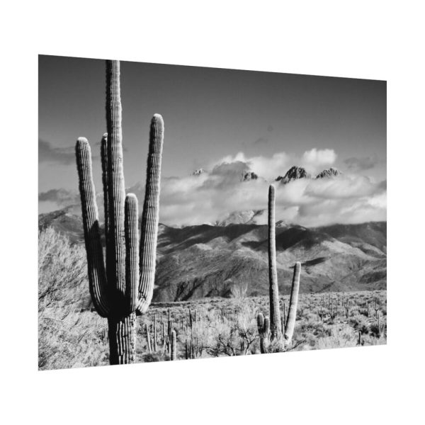 92408-859.jpg Black and White Cactus in Desert Poster