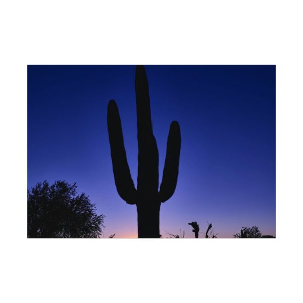 92408-867.jpg Saguaro Cactus Dominates in the Garden of the White Stallion Ranch Poster