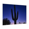 92408-869.jpg Saguaro Cactus Dominates in the Garden of the White Stallion Ranch Poster