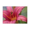 Blooming Flower Pink Poster