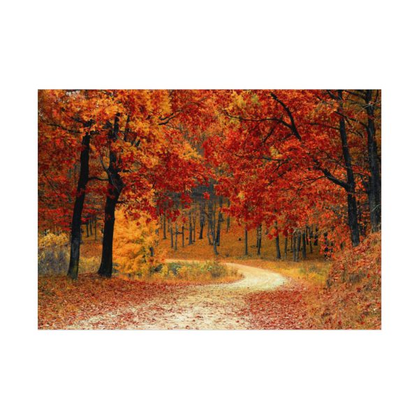 Red Season in the Woods Poster