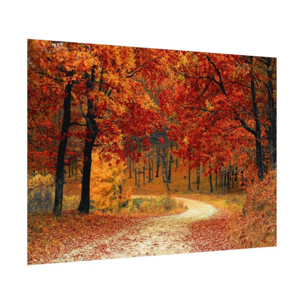Red Season in the Woods Poster