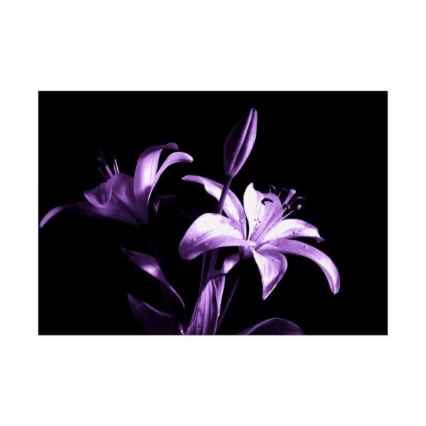 Purple Lily Poster