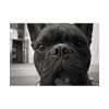 92408-93.jpg French Bulldog Poster