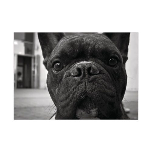 92408-93.jpg French Bulldog Poster