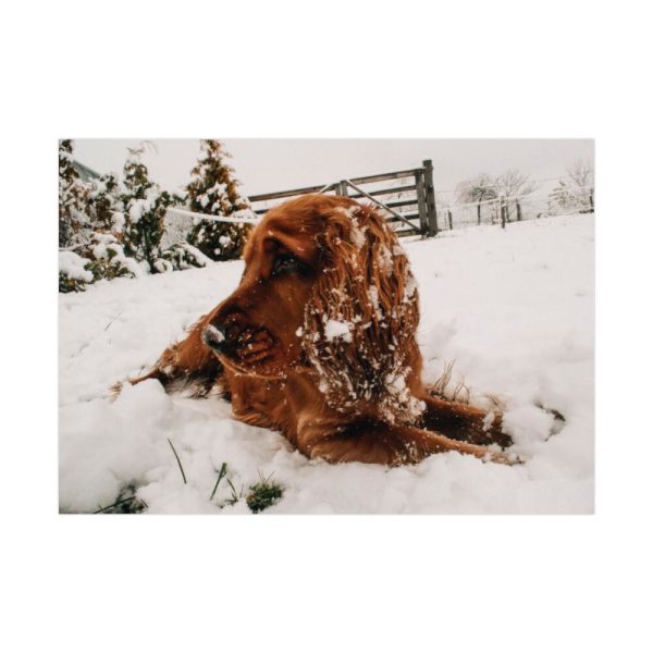 92408-96.jpg Dog Lying on Snow Poster