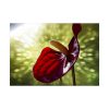 Red Lily Poster