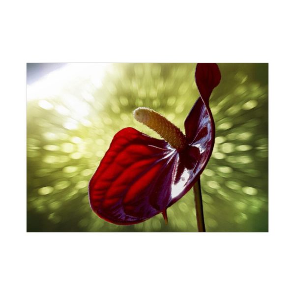 Red Lily Poster