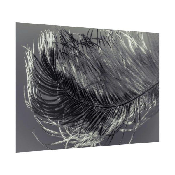 92409-1309.jpg Bird Feather Poster