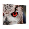 92409-1319.jpg Eye of Owl Poster