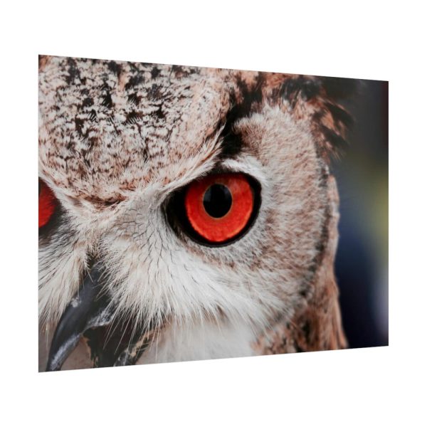 92409-1319.jpg Eye of Owl Poster
