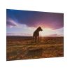 92409-134.jpg Free Dog at Sunset Poster