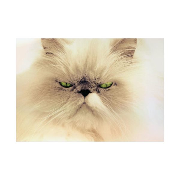 92409-137.jpg Angry Persian Cat Poster