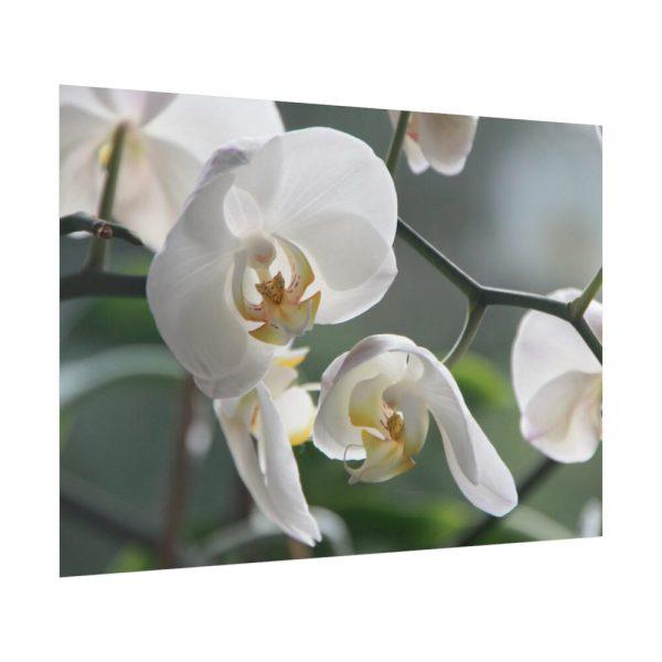 White Orchid Poster